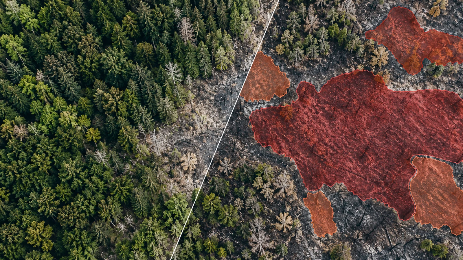 Aerial view of conifer forest cut by a diagonal line: dense green trees on the left, charred ground with scattered surviving trees on the right, burned patches outlined in translucent red and orange.